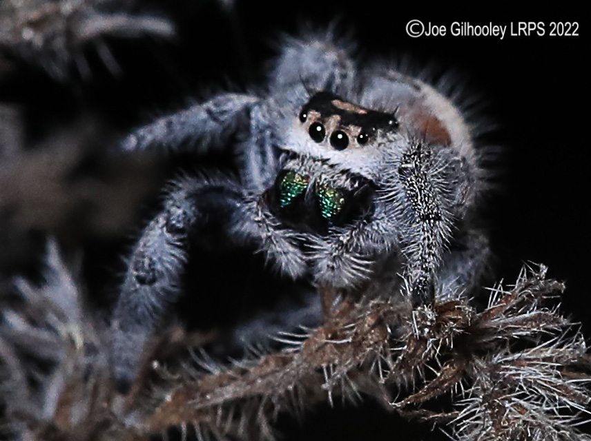 Phidppus Regius Jumping Spider