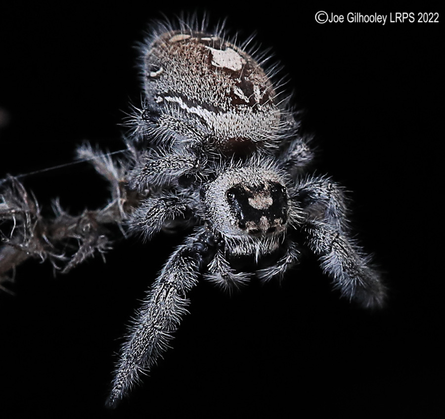 Phidppus Regius Jumping Spider