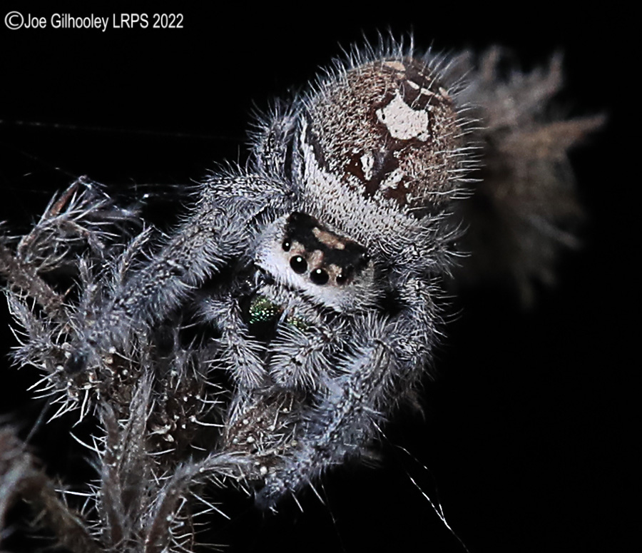 Phidppus Regius Jumping Spider
