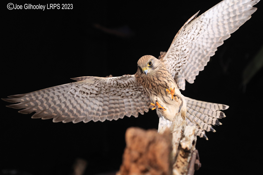 Female Kestrel in Flight