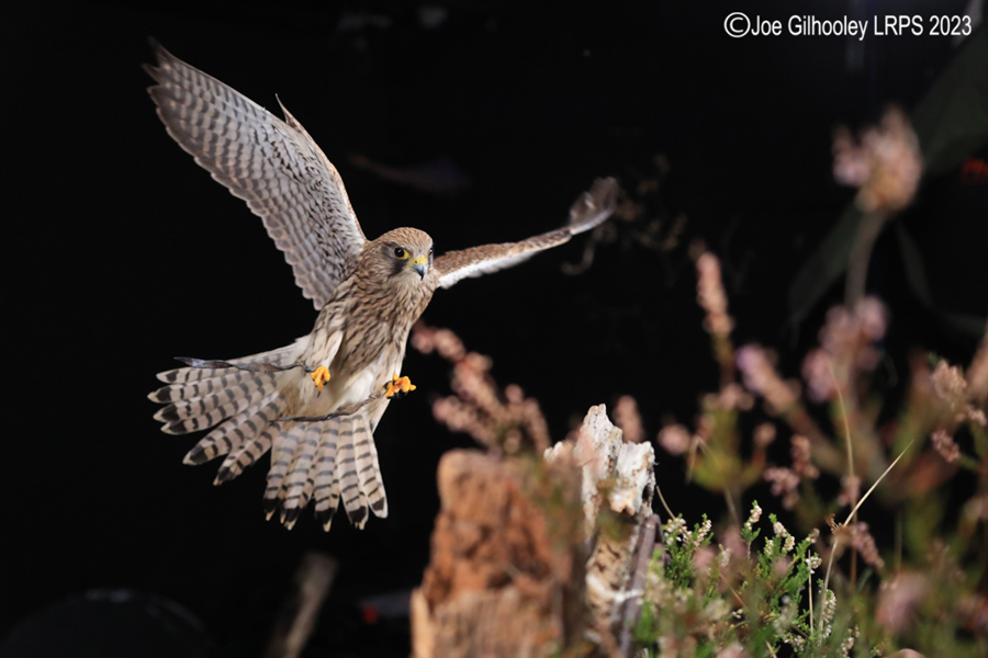 Female Kestrel in Flight
