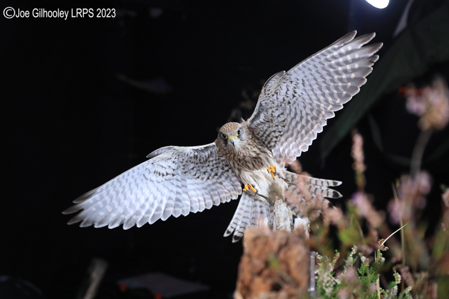 Female Kestrel in Flight