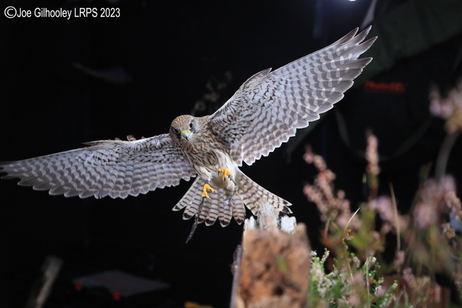 Female Kestrel in Flight