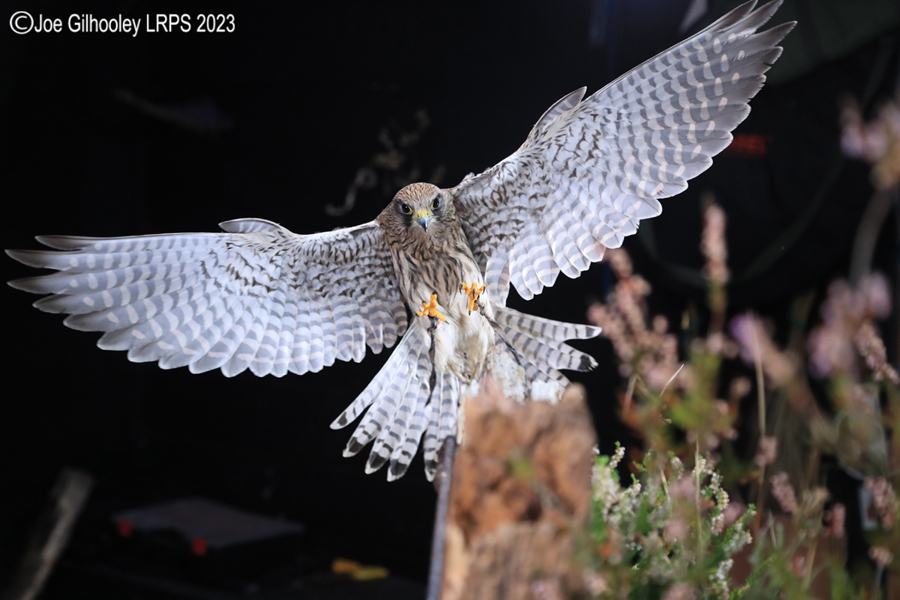 Female Kestrel in Flight