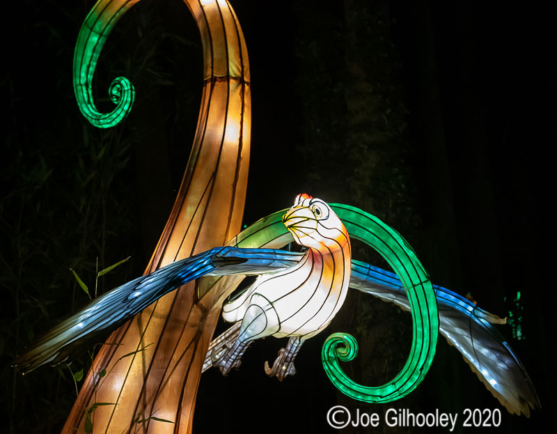 Gaint Lanterns Edinburgh Zoo