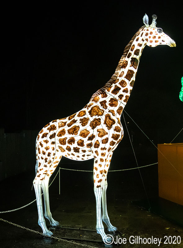 Gaint Lanterns Edinburgh Zoo