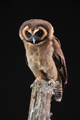 Asian Brown Wood Owl 19th May 2022