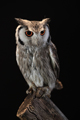 Southern White Faced Scops Owl 19th May 2022