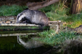 European Badgers at Reflection Pool 21st March 2023