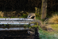European  Badgers and Red Fox 8th February 2022