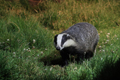 Badgers 11th July 2023