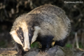 European Badgers from hide 15th March 2022