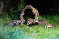 European Badgers and cubs from hide 18th July 2022
