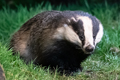 European Badgers from hide 21st March 2023