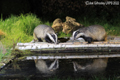 European Badgers from hide 27th April  2022