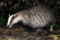 European Badgers from hide 29th March 2022