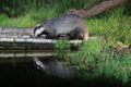 Badger Reflections 11th July 2023