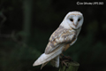 Barn  Owl
24th September 2023
