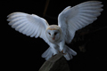 Barn Owl in Flight  23rd April 2023