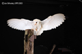 Barn Owl in Flight 24th September 2023