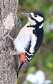 Great Spotted Woodpecker in garden