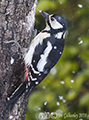 Great Spotted Woodpecker in garden during heavy snowfall 4th April 2018