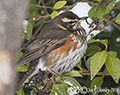 Redwing in our garden 2nd March 2018 