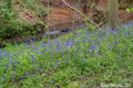 Bluebellls in Kilburn Woods 22nd May 2021