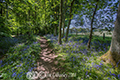 Bluebell Woods by Roslin 28th May 2018