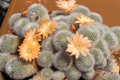 Rebutia Muscula Cactus Plant 4th June 2022