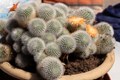 Rebutia Muscula Cactus Plant 27th May 2022