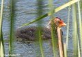 Coots & Chicks at Straiton Nature Reserve 31st May 2021