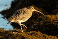 Curlew, Mull13th December 2023
