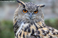 Eagle  Owl
24th September 2023