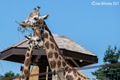Edinburgh Zoo - Giraffes  15th July 2021