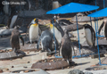 Edinburgh Zoo - Penguins  15th July 2021