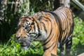 Edinburgh Zoo - Tiger  15th July 2021