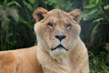 Big Cats Photography Experience Five Sisters Zoo 15th June 2024