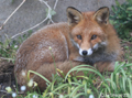 Fox in our garden 28th April 2021