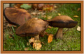 Fungi  14th October 2013