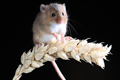 Harvest Mice on stalks of wheat 5th October 2022