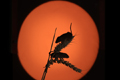 Harvest Mice silhouetted 
5th October 2022