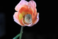 Harvest Mouse in a Tulip 23rd April 2023