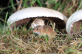 Harvest Mice by a mushroom 5th October 2022