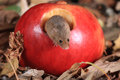 Harvest Mice in an apple 5th October 2022