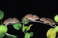 Harvest Mice on a  crab apple tree cutting 5th October 2022