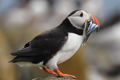 Puffins Isle of May 13th June 2024