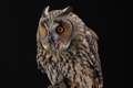 Long Eared Owl  5th October 2022