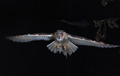 Long Eared Owl in Flight 5th October 2022