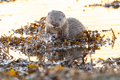 Otters Isle of Mull 11th - 14th December 2023